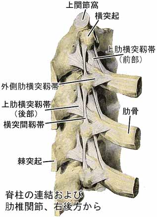 肋椎関節