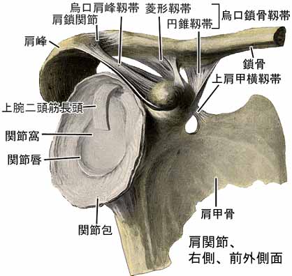 上肢帯の靱帯結合