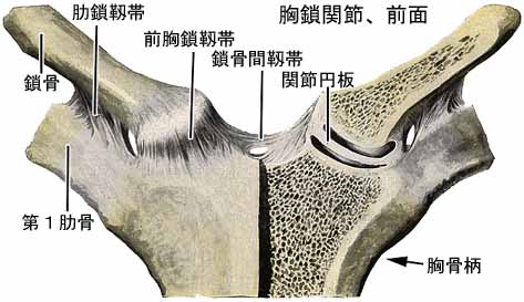 胸鎖関節