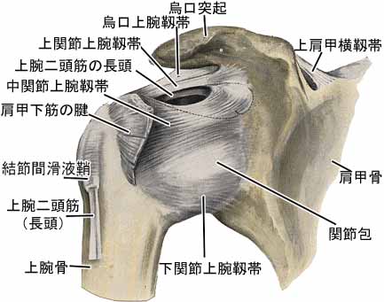 肩関節