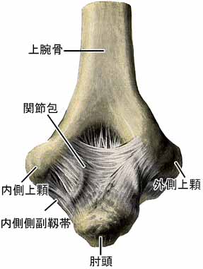 肘関節