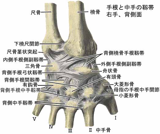 手の関節