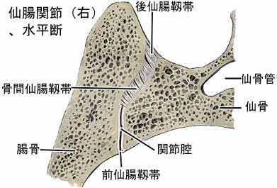 仙腸関節