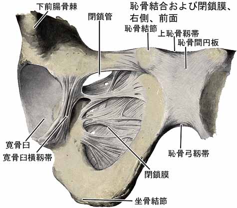 仙腸関節