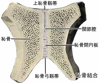 恥骨結合