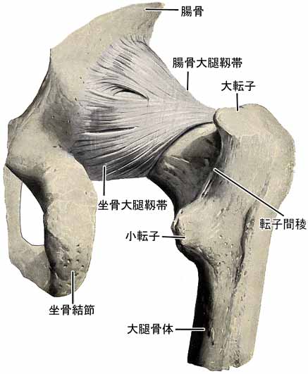 股関節