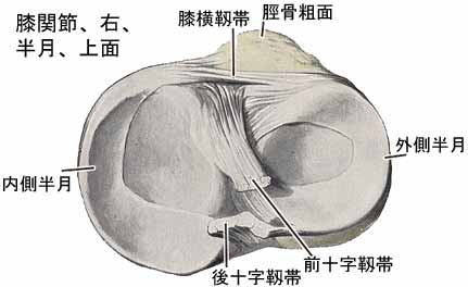 膝関節