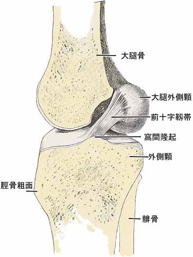 膝関節