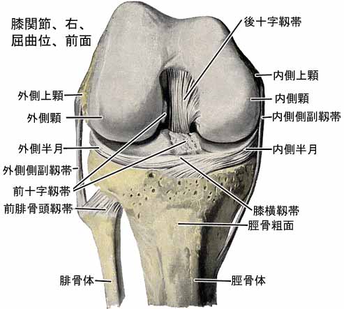 膝関節