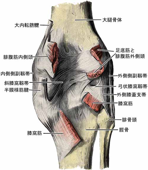 膝関節