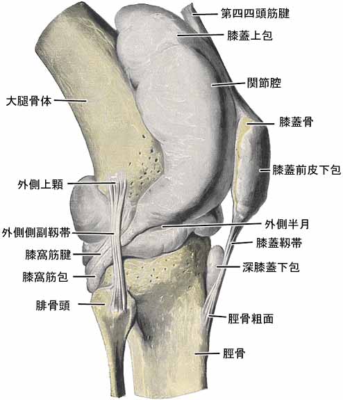 膝関節