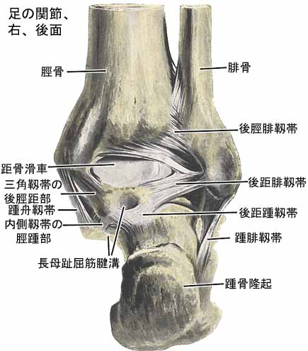 足の関節