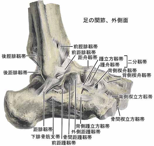 足の関節