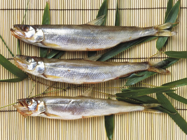 胡瓜魚の画像