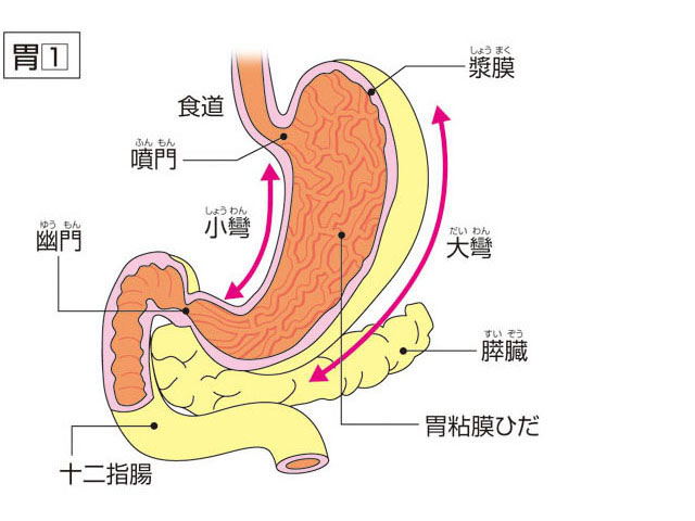 胃の画像