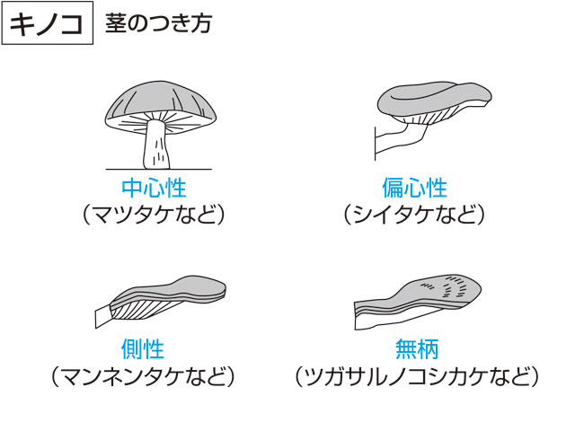 松茸の画像