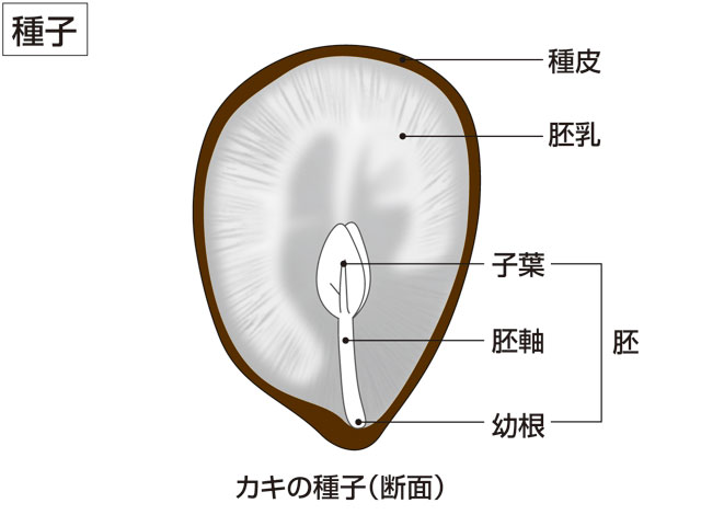 種子の画像