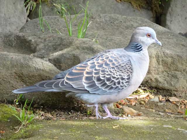 雉鳩の画像