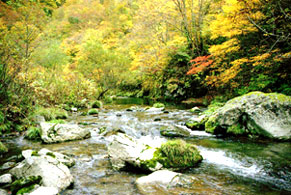 白神山系水沢川源流の森