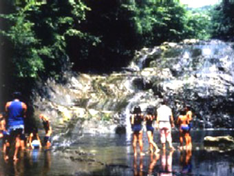 清和県民の森