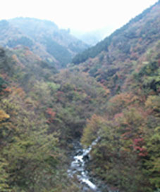 東丹沢県民の森