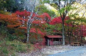 愛知県民の森