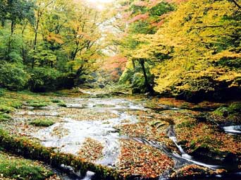 菊池渓谷自然休養林