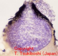 モロコシ粒斑病菌