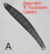 キビ長斑点病菌