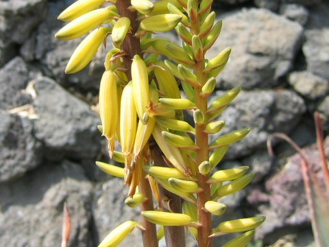 Aloe vera