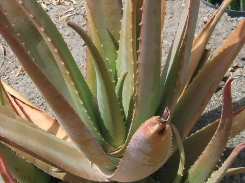 Aloe vera