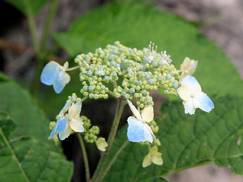 蝦夷紫陽花