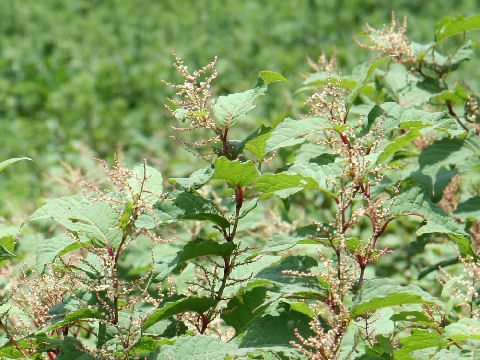 Reynoutria japonica