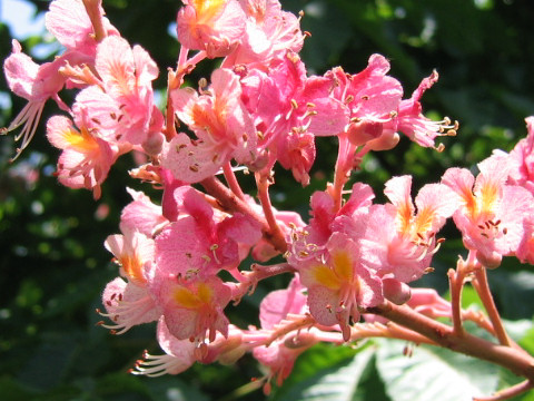 紅花栃の木