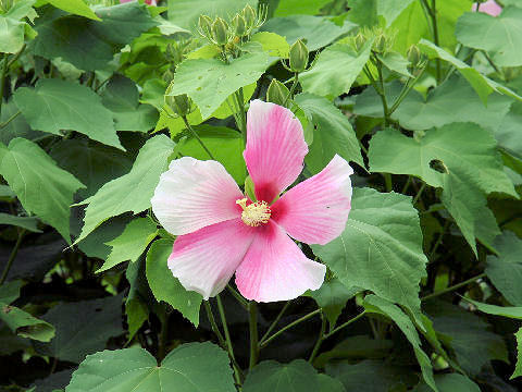 芙蓉・連隊旗