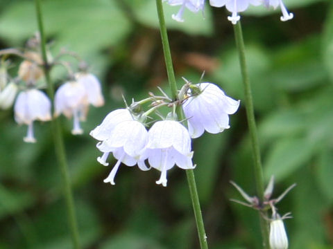 白山沙参