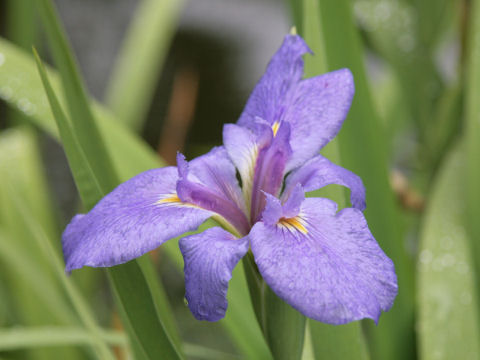 花菖蒲