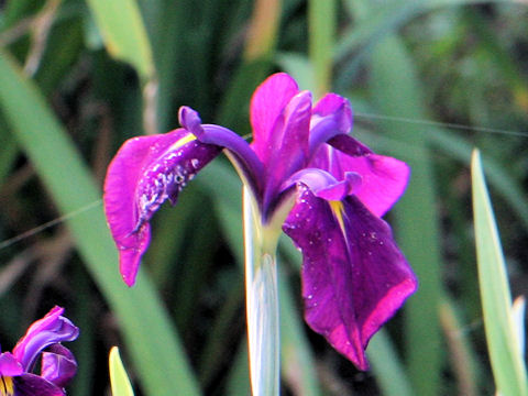 花菖蒲