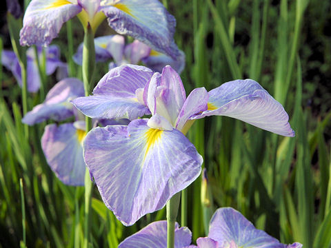 花菖蒲