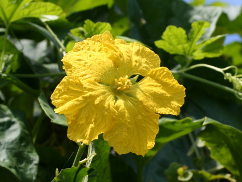 Luffa cylindrica