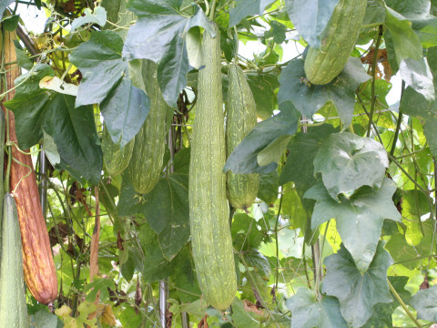 Luffa cylindrica