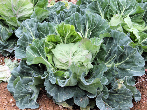 Brassica oleracea var. capitata