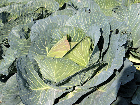 Brassica oleracea var. capitata