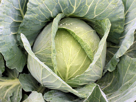 Brassica oleracea var. capitata