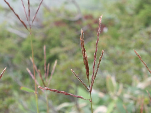 Miscanthus tinctorius