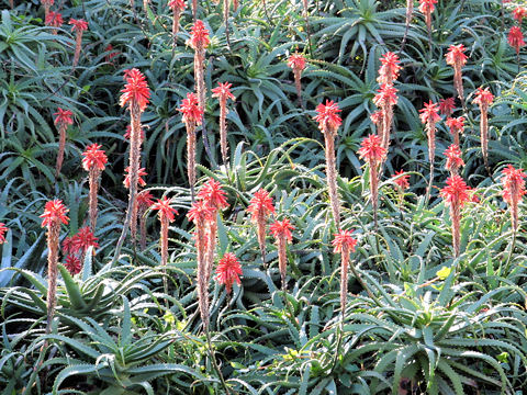 Aloe arborescens