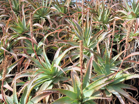 Aloe arborescens