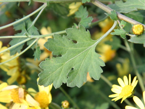 黄花野路菊