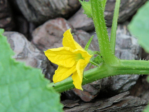 Cucumis melo var. makuwa