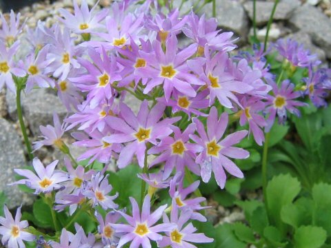 陸奥小桜